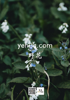 yehua.com